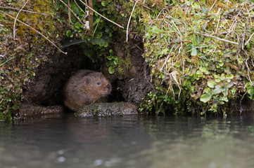 Water Vole (Arvicola amphibius)/Water Vole in a burrow in the side of a canal bank