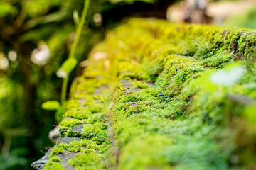 Green moss growing on the stone.