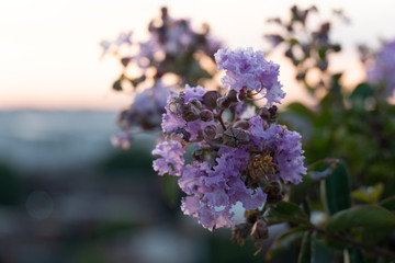 Purple Rhododendron on Rooftop