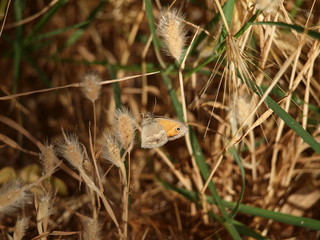 mariposa en flor seca