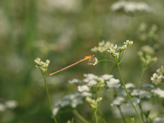 libelula y flor blanca