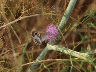 mariposa flor e hinojo