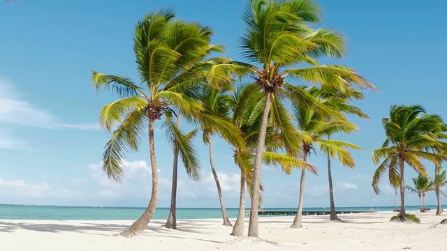 Sunny day on sunny beach. Palm trees island, blue sea and sky. Dominican Republic Punta Cana.