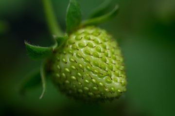 Unreife grüne Erdbeere (Makro)