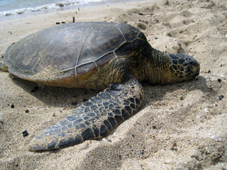 Turtle on the Sand