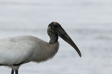 Woodland Stork