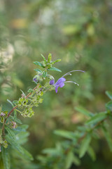California native sage plant with delicate purple flowers and green background.