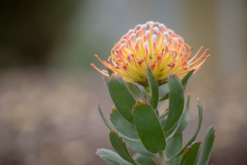 Large bloom of the unusual protea plant outdoors.