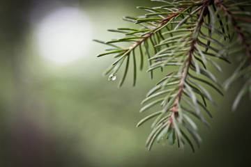 Fototapeta na wymiar Summer spruce tree