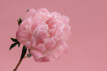 Single pink peony stem on pastel pink background.