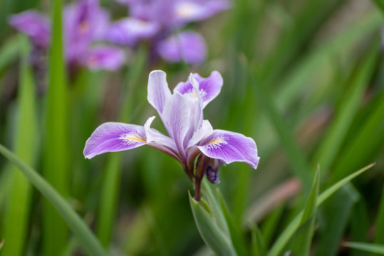 Purple iris in garden with more irisis out of focus in background.