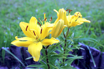 Lily. Blooming yellow lilies in  summer garden.Close-up.