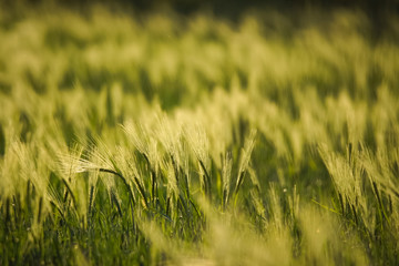 barley field on sunset 