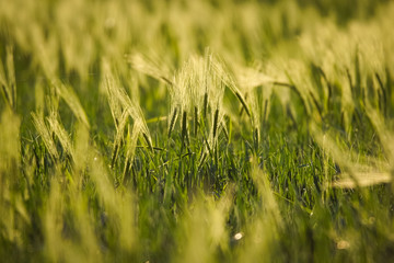 barley field on sunset 