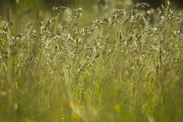 Wildflower in green golden evening light