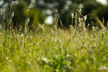 Wildflower in green golden evening light