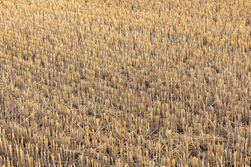 corn field after harvest