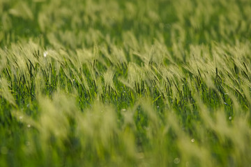barley field on sunset 