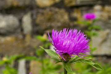 Obraz premium Pink flowers closeup on blurred background. Burdock thorny flowers