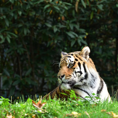 Königstiger im Zoo