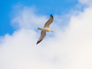 Bird in blue sky
