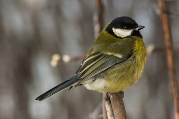 Obraz premium Great tit