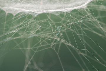 Extreme close up of spider web in morning dew