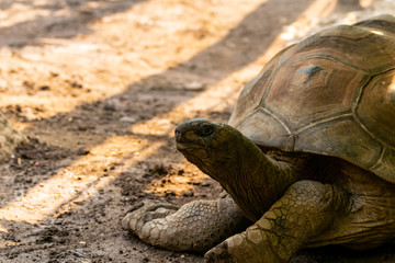 Der Kopf von einer Riesenschildkröte