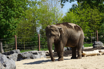Eléphant d'Asie