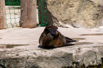 Eine Robbe versteckt sich unter ihrer Flosse vor der Sonne