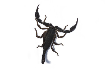 Live scorpion with shadow isolated on the white background, close-up, top view; Dangerous animal