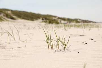 Leaves of grass on the beach in denmark