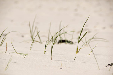 Leaves of grass on the beach in denmark
