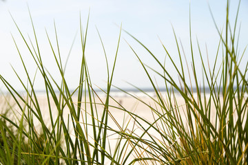 sand beach grass