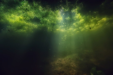 underwater freshwater green landscape / underwater landscape of the lake ecosystem, algae, green...