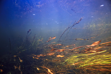 Fototapeta na wymiar underwater landscape transparent lake / fresh water ecosystem unusual landscape under water