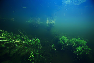 Naklejka na ściany i meble algae in the ocean underwater photo / landscape ecosystem of the ocean, green algae underwater