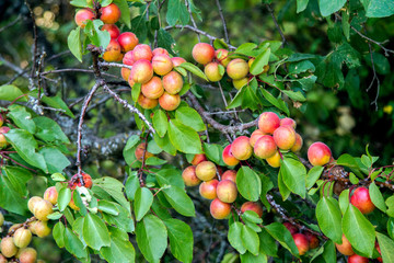  ripe apricots clothed tree branch in the garden