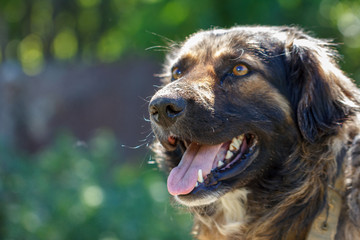 muzzle dogs mongrels close-up natural background