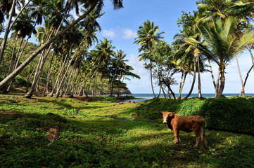 vache sous les cocotiers