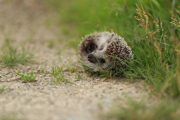 Hedgehog in grass