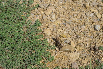 Rocks and Plans with Grasshopper