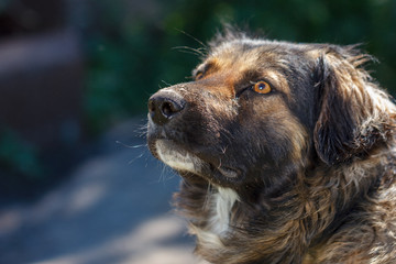 muzzle dogs mongrels close-up natural background