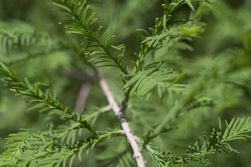 Fototapeta premium Young Pine Tree needles