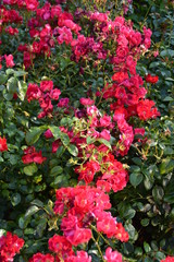 Rosa Blumenbeet