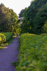 View of bushes along the road in the park