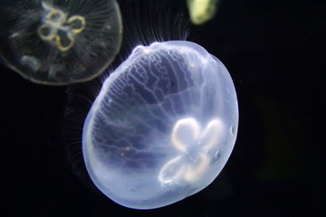 méduse translucide