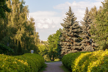The path between the bushes and trees in the park