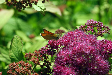 beautiful pink inflorescences