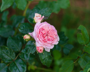 Opened pink rosebud on the bush